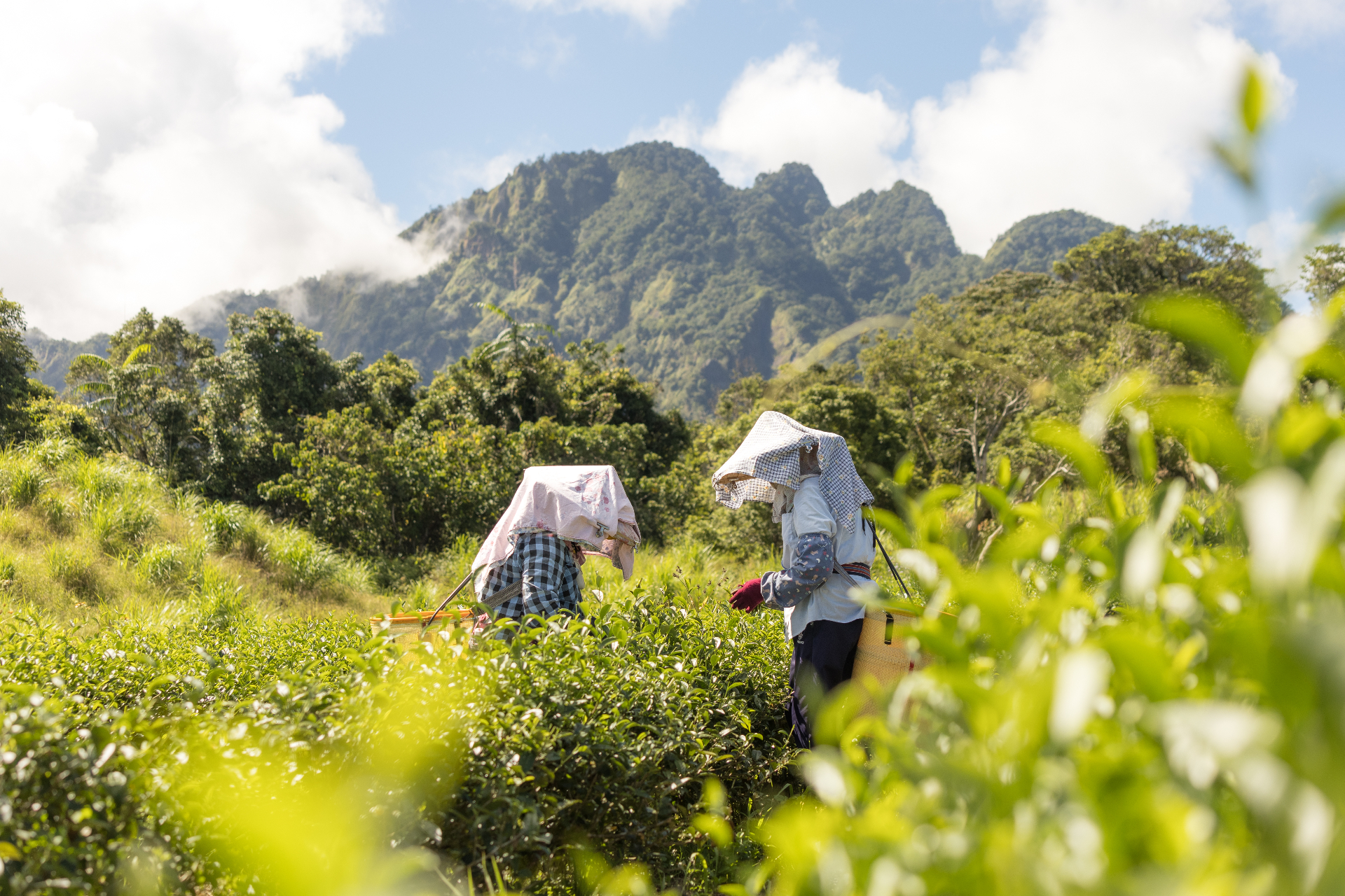 Tea pickers in the Taiwanese highlands